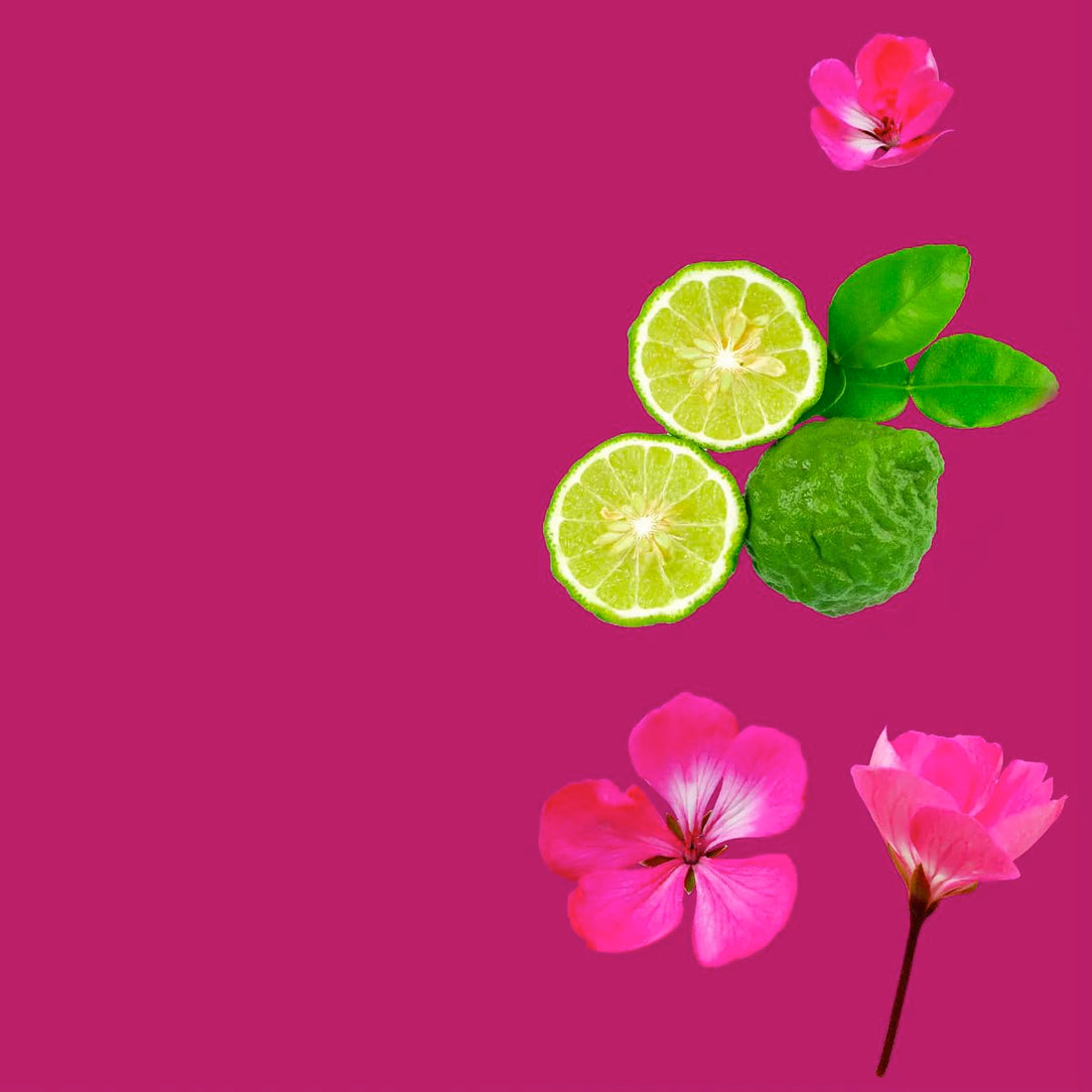 VINEVIDA [4 Fl Oz] Scent NO. 3300 Fragrance Oil for Cold Air Diffusers, Aromatic Notes of Bergamot