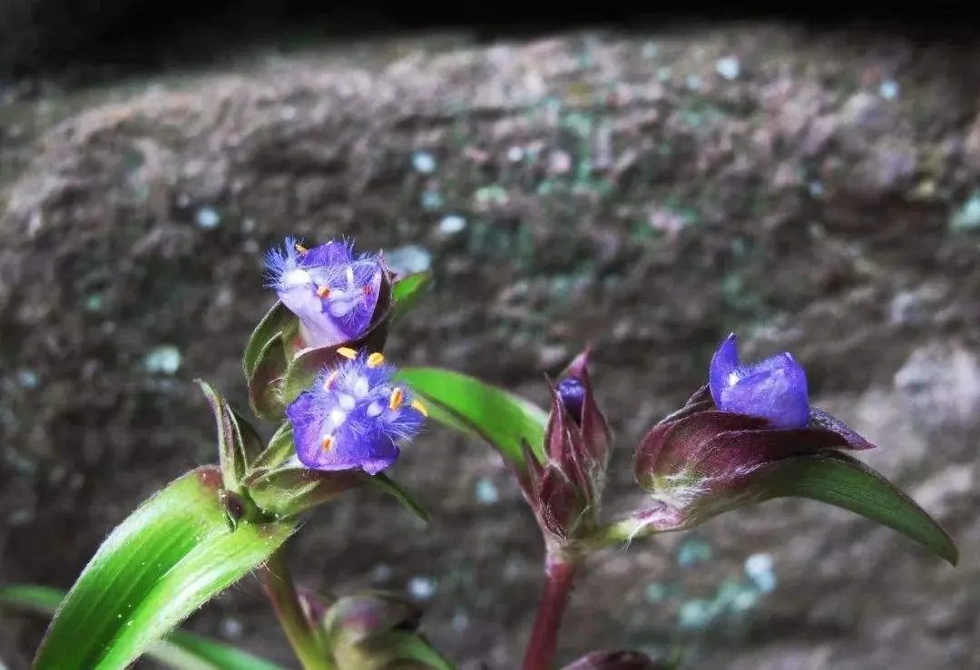 WonderLand Herbs 3.55 Oz. Cyanotis Ecdysone Extract Powder, Pure & Strong 98%